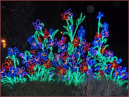 Light Flowers<br /><br />Albuquerque Biopark River of Lights