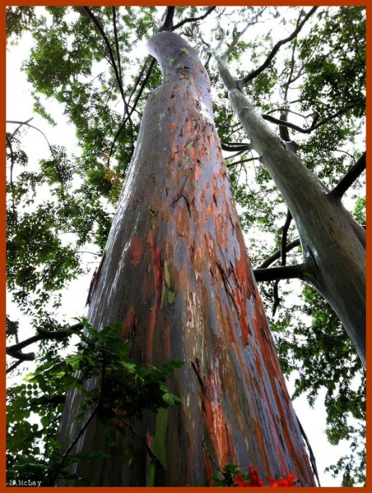 arainbow eucalyptus2
