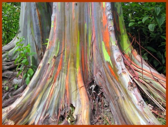 rainbow eucalyptus