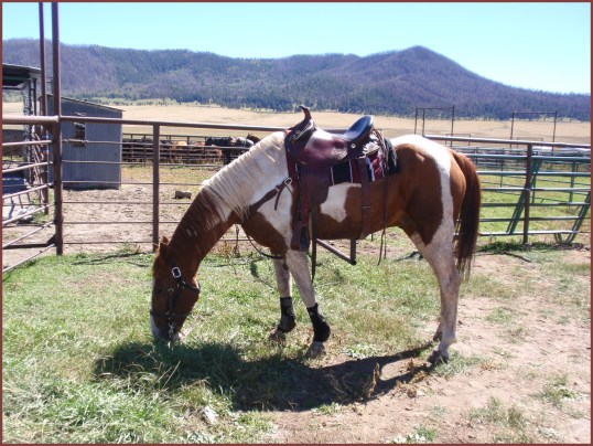 Horse (Valles Caldera)