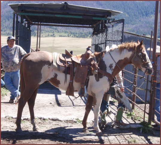 Horses (Valles Caldera)
