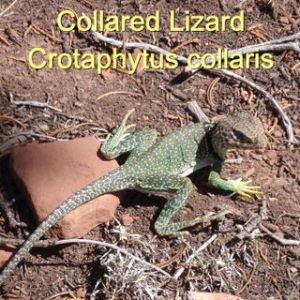 collared lizard