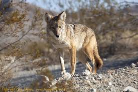 coyote