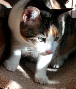 OLYMPUS DIGITAL CAMERA