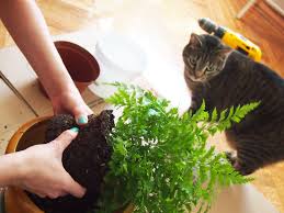 repotting plants