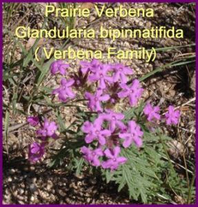 verbena